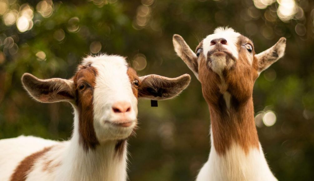 Our Gifts in Action collection includes something for everyone - including goat gifts and other farmyard friends.