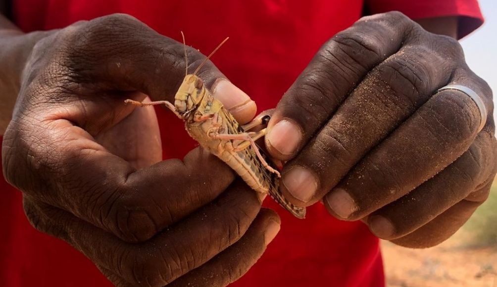 Locusts in Somaliland are destroying crops and vegetation that thousands of people rely on for food and income.