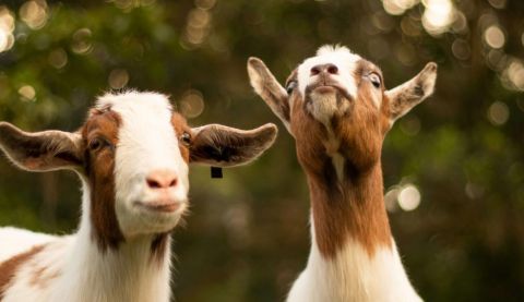 Gifts in Action goats