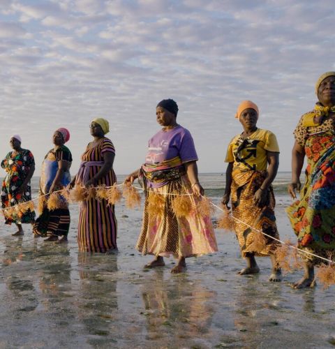 Women at seashore holding seaweed