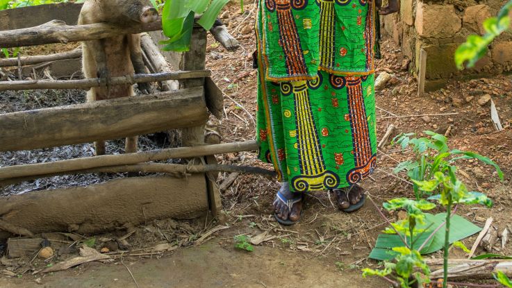 The little pig that can